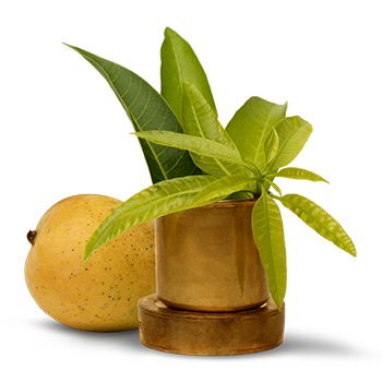 mango-leaves