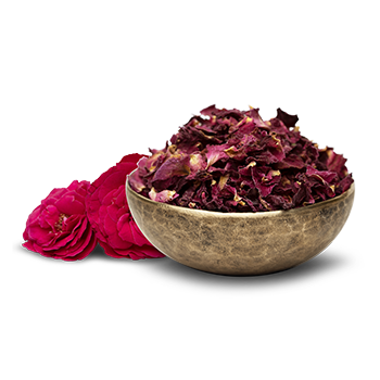 rose-flower